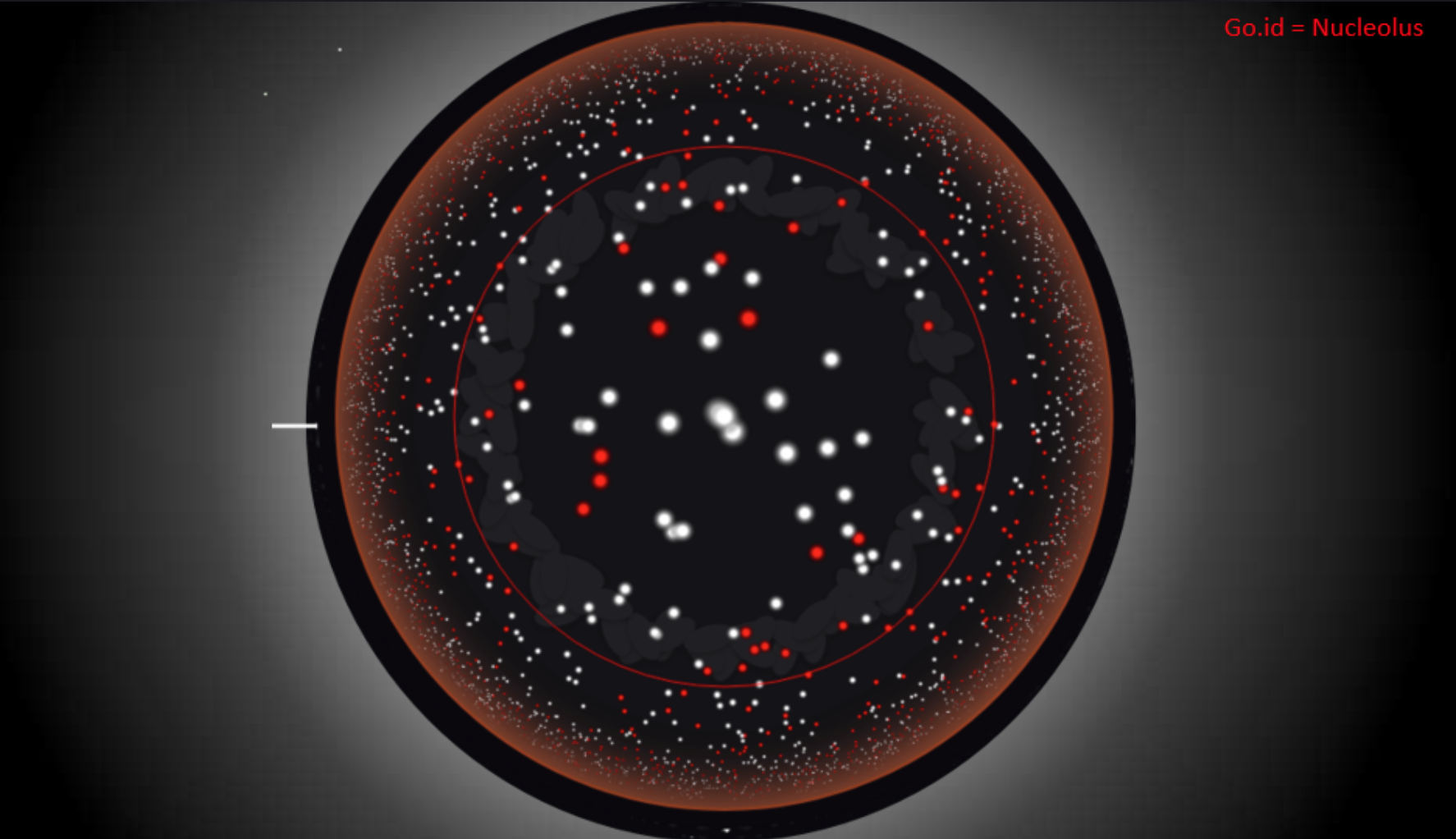 Nucleolus_viz.png