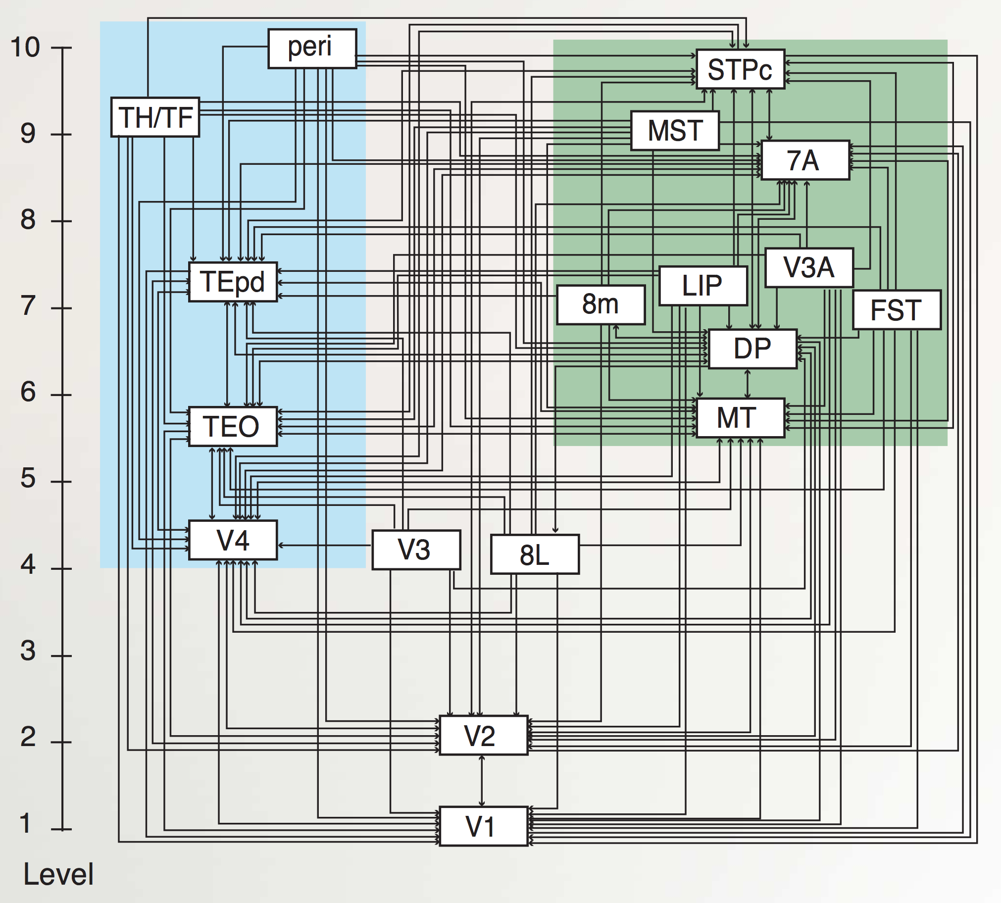 fig_markov_et_al_cort_hier.png