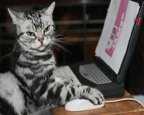 hacker-cat.jpg