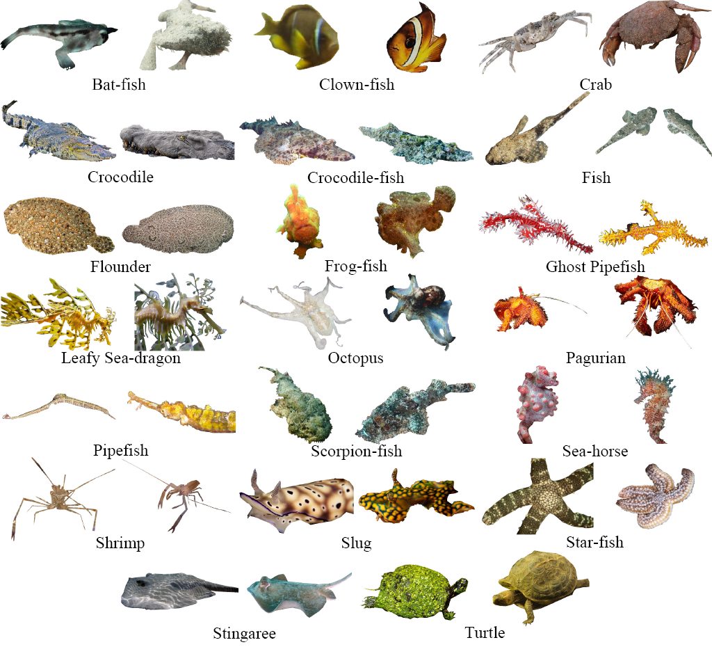 SampleAquaticAnimals.png