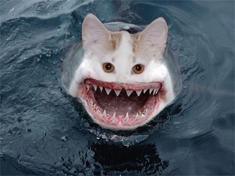 cat_shark.jpg