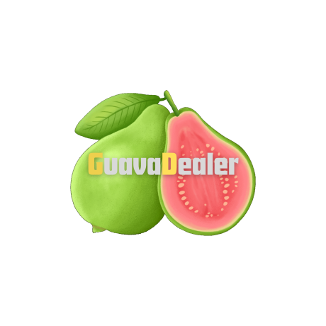 User avatar: GuavaDealer