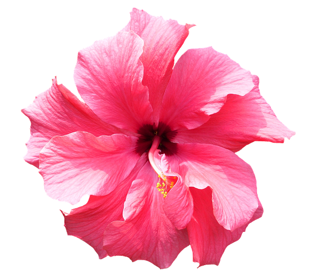 hibiscus.png