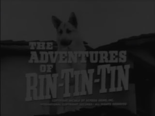 RinTinTin.jpg