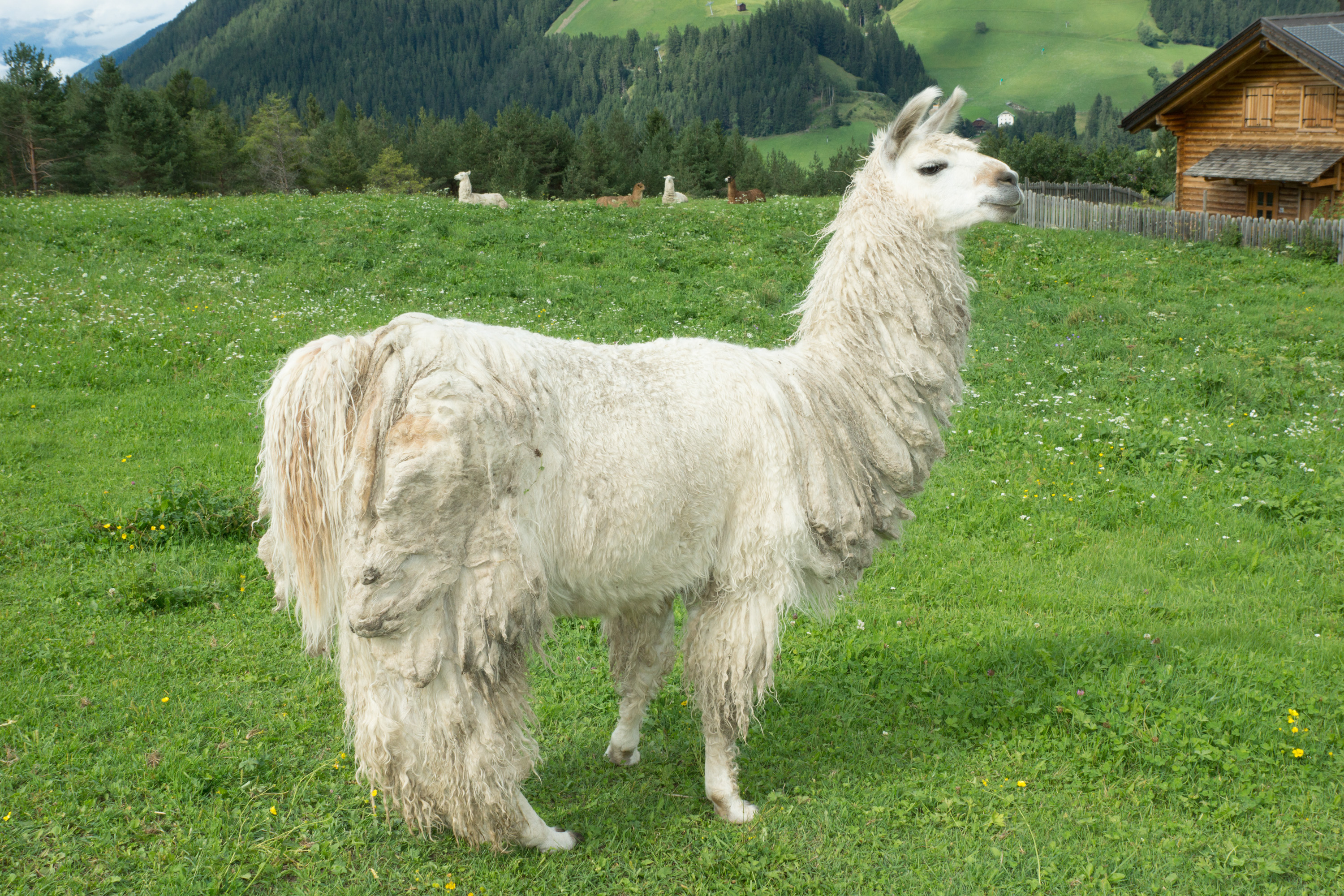 llama.jpg