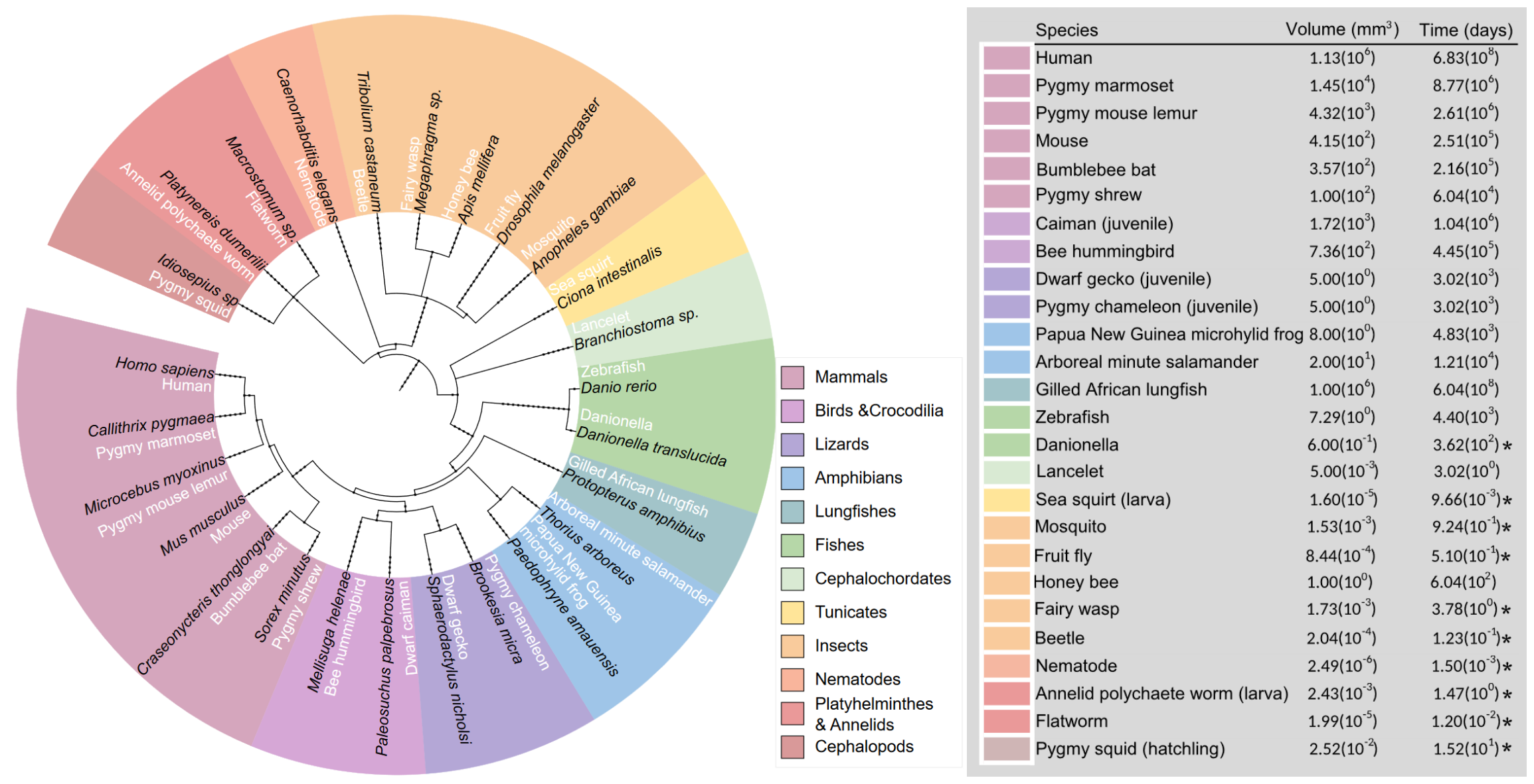 species_for_comparative_connectomics.png