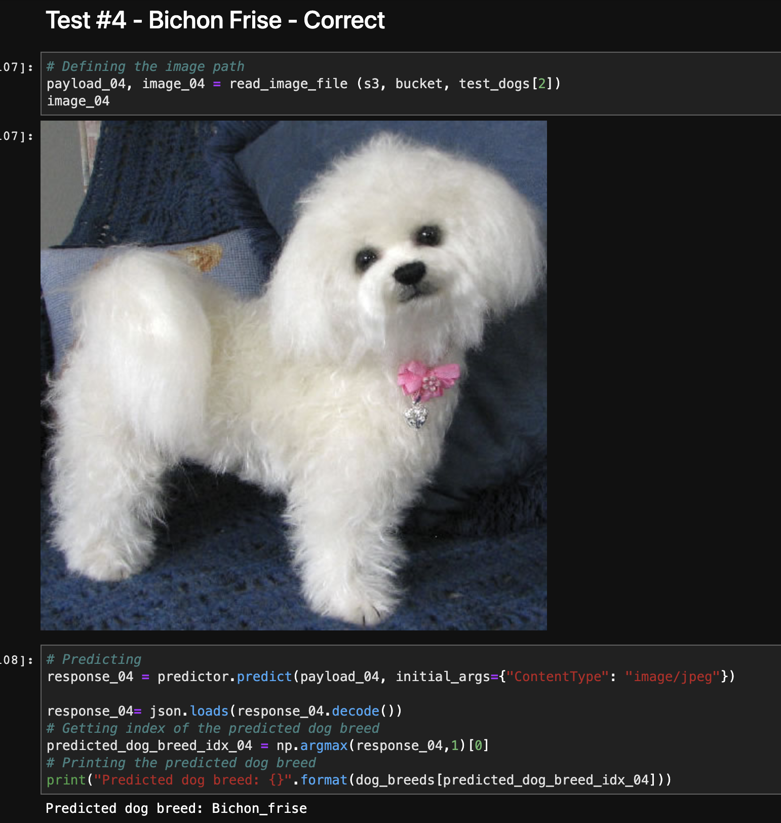 Bichon_frise.png