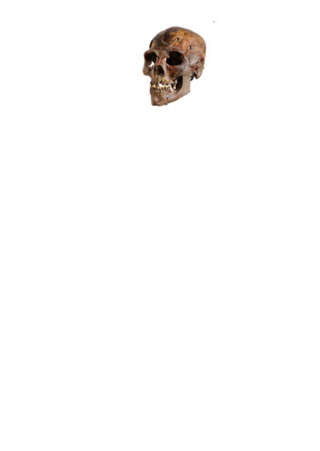 skull.png