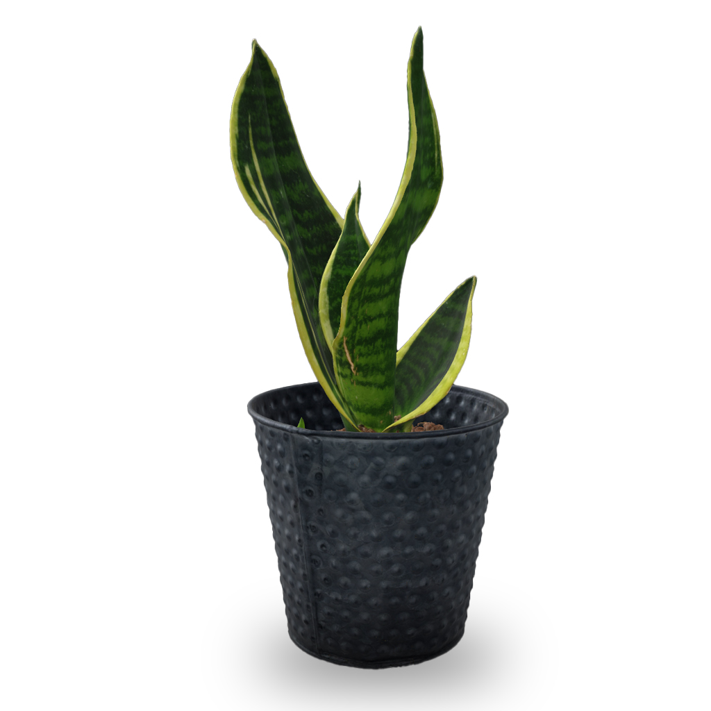 Sansevieria.jpg