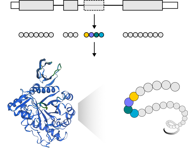 RNA_protein.png