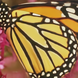 butterfly_GT_x3_2675.png