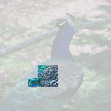 peacock_84_02.png