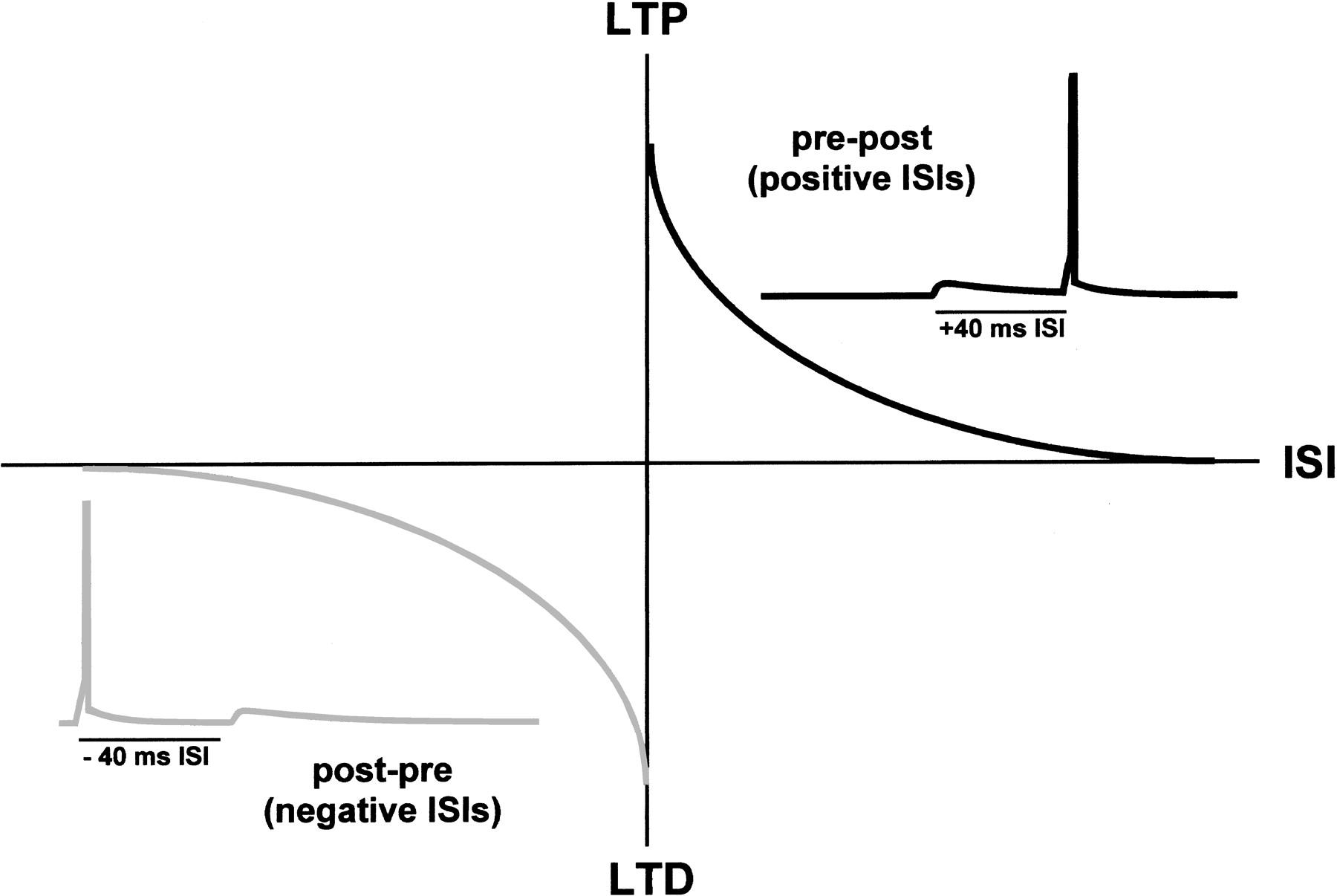 stdp_curve.jpg