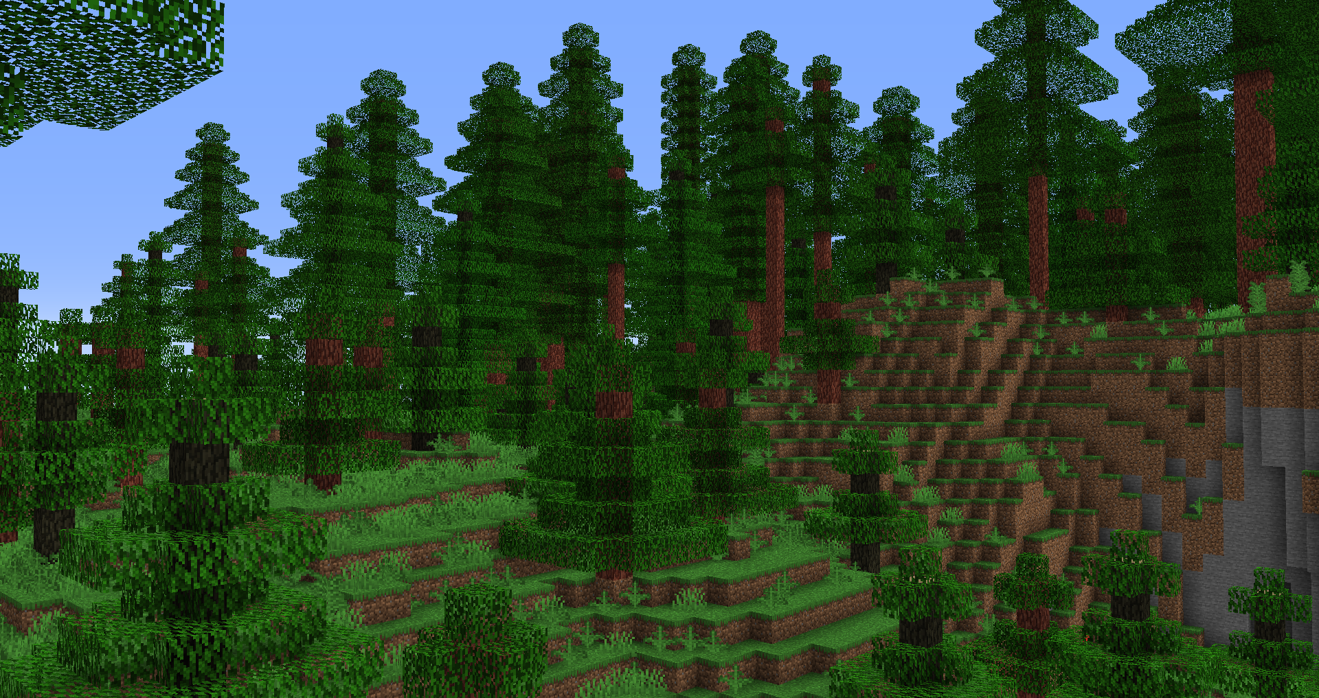 Lush Redwood Forest