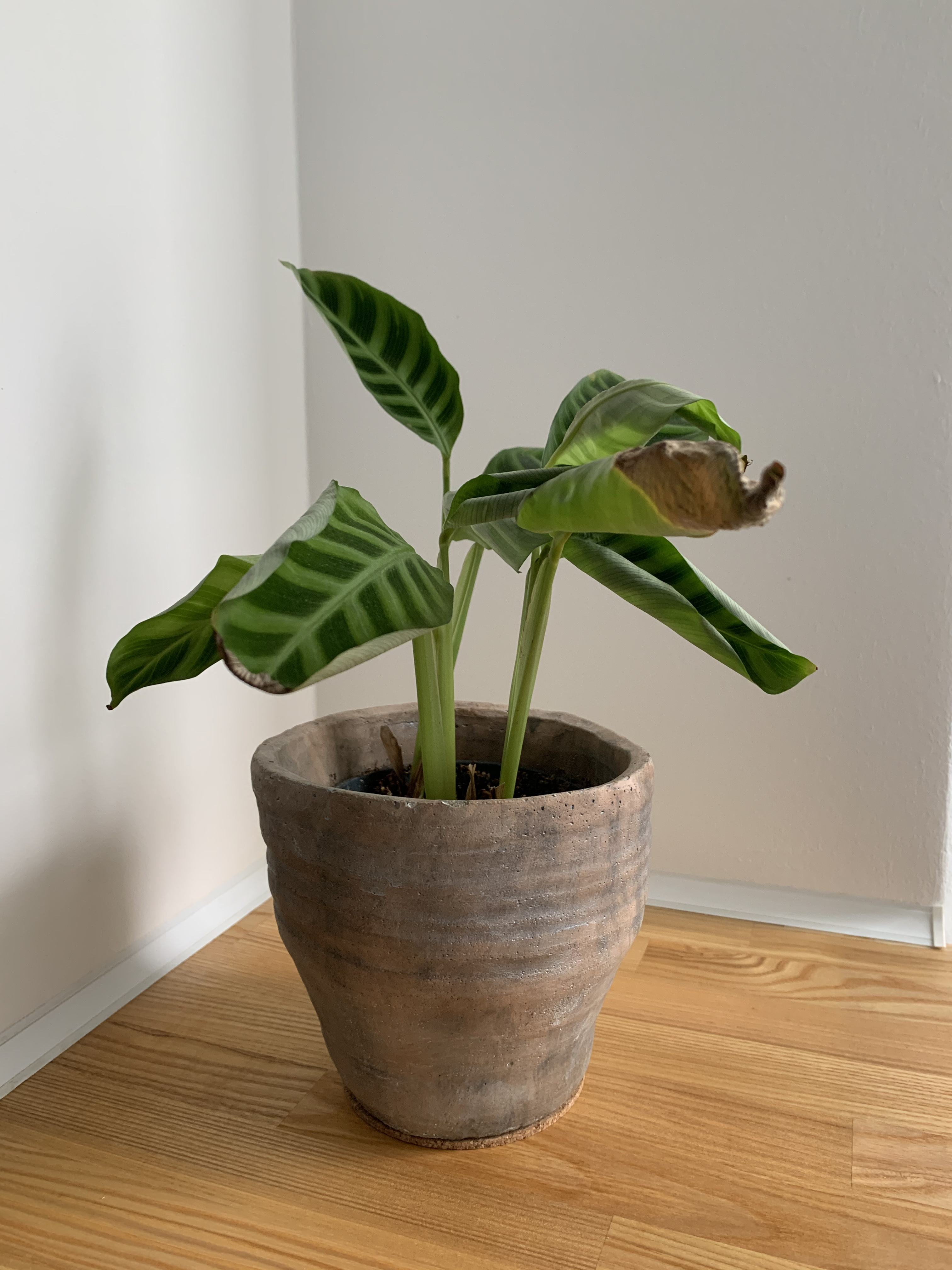 calathea_zebrina.jpg