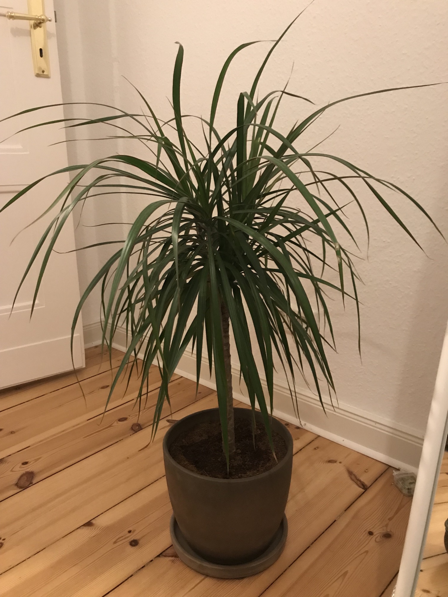 dracaena_marginata.jpg