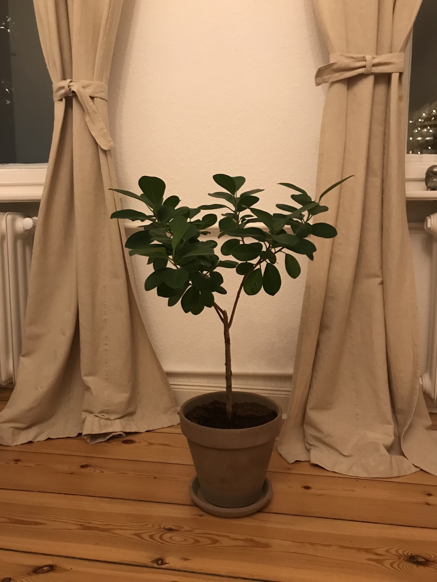 ficus_microcarpa_moclame.jpg