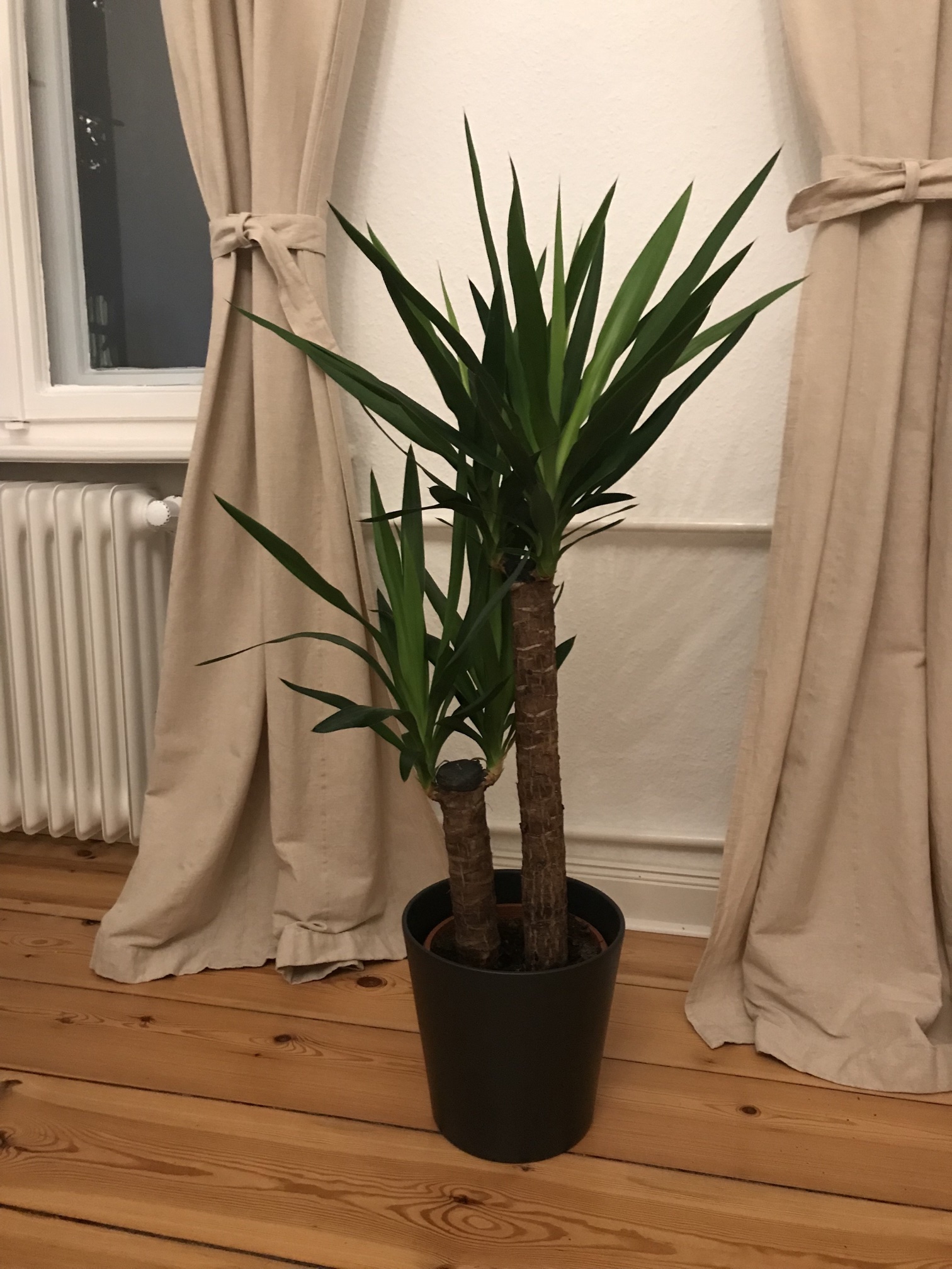 yucca_elephantipe.jpg