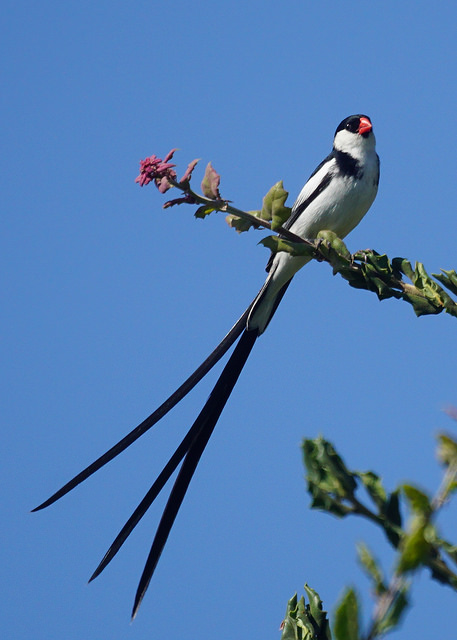 whydah-bird.jpg