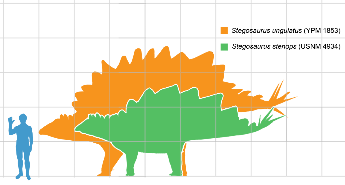 stegosaurus.png