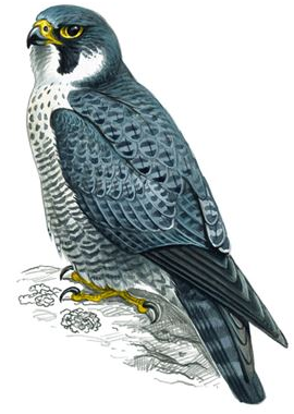 Peregrine.png