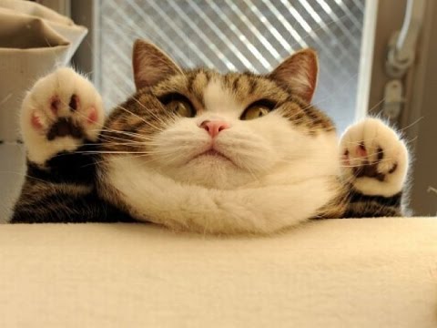 fatcat.jpg