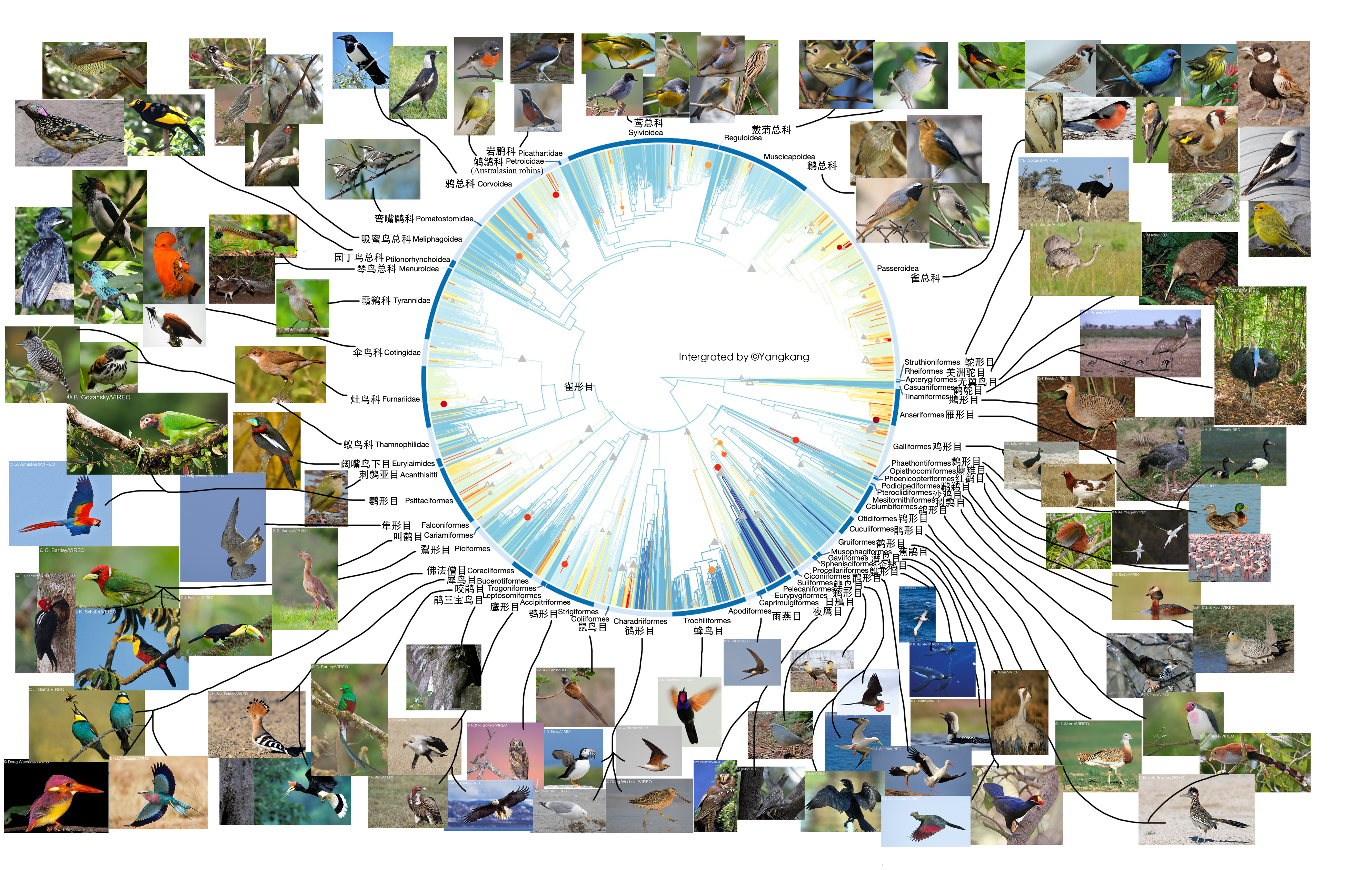 bird_phylogeny_self_made_backup.png