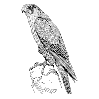 peregrine.png