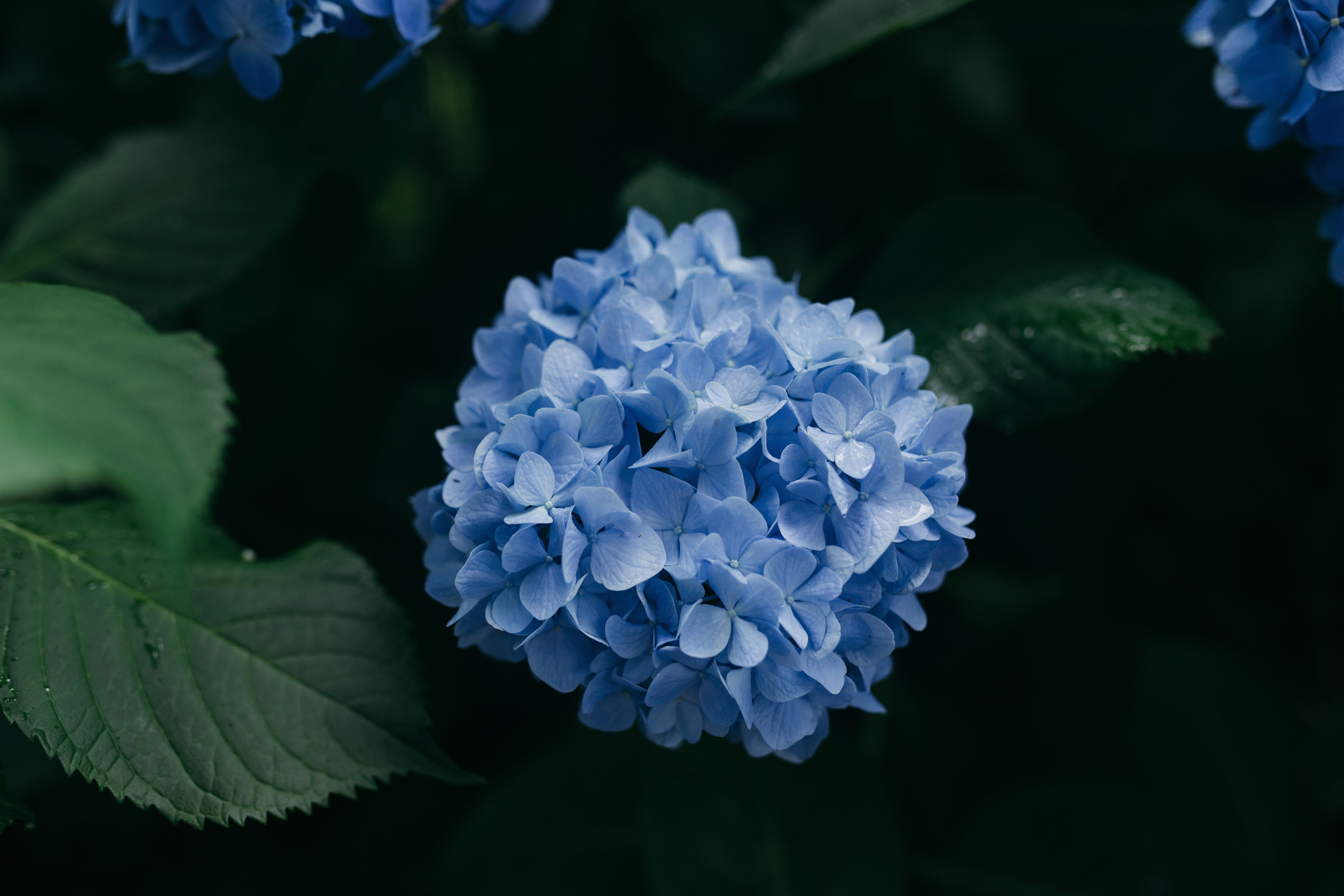 a_blue_flower_with_green_leaves.jpg