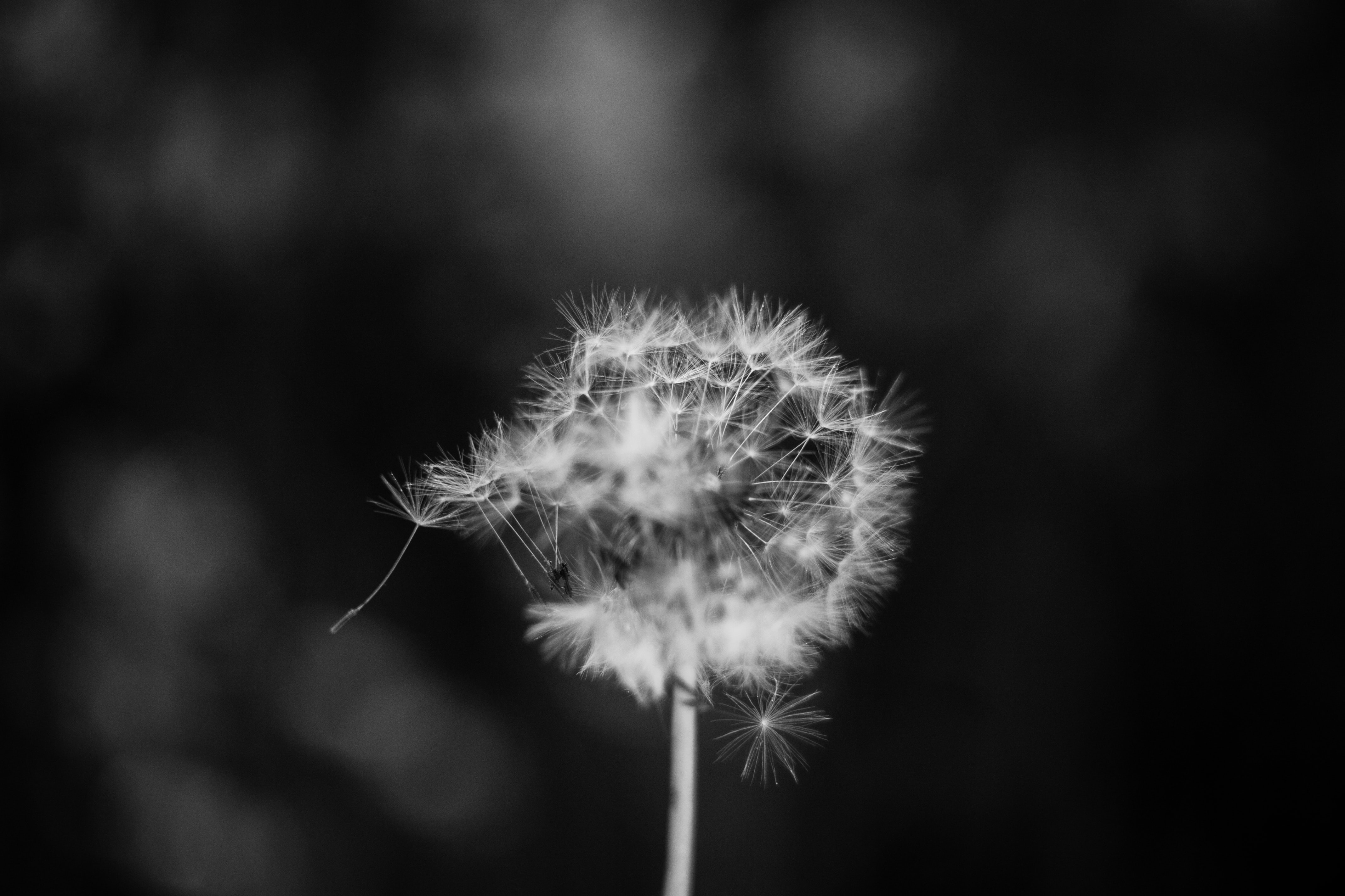 a_close_up_of_a_dandelion.jpg