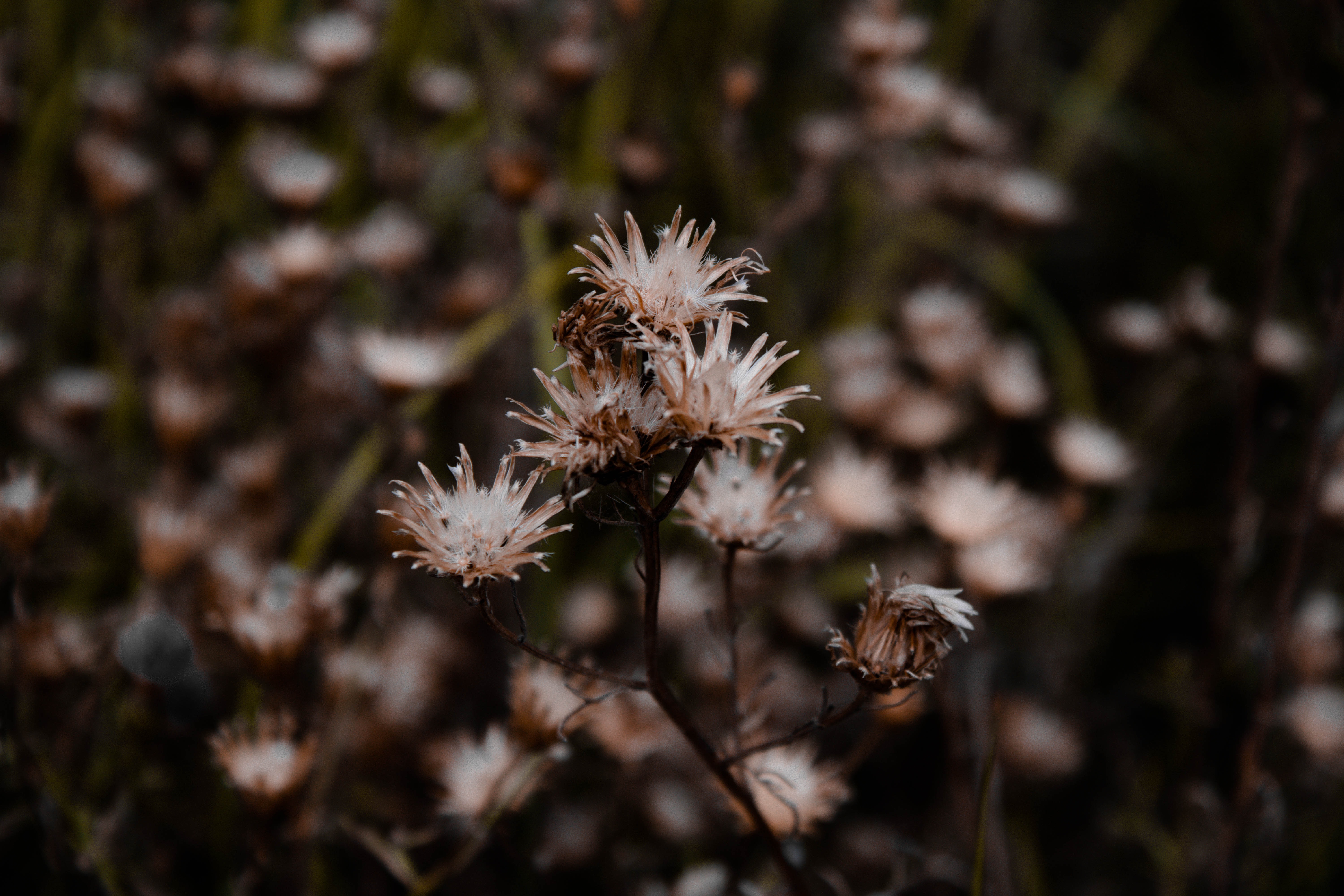 a_close_up_of_a_plant_02.jpg