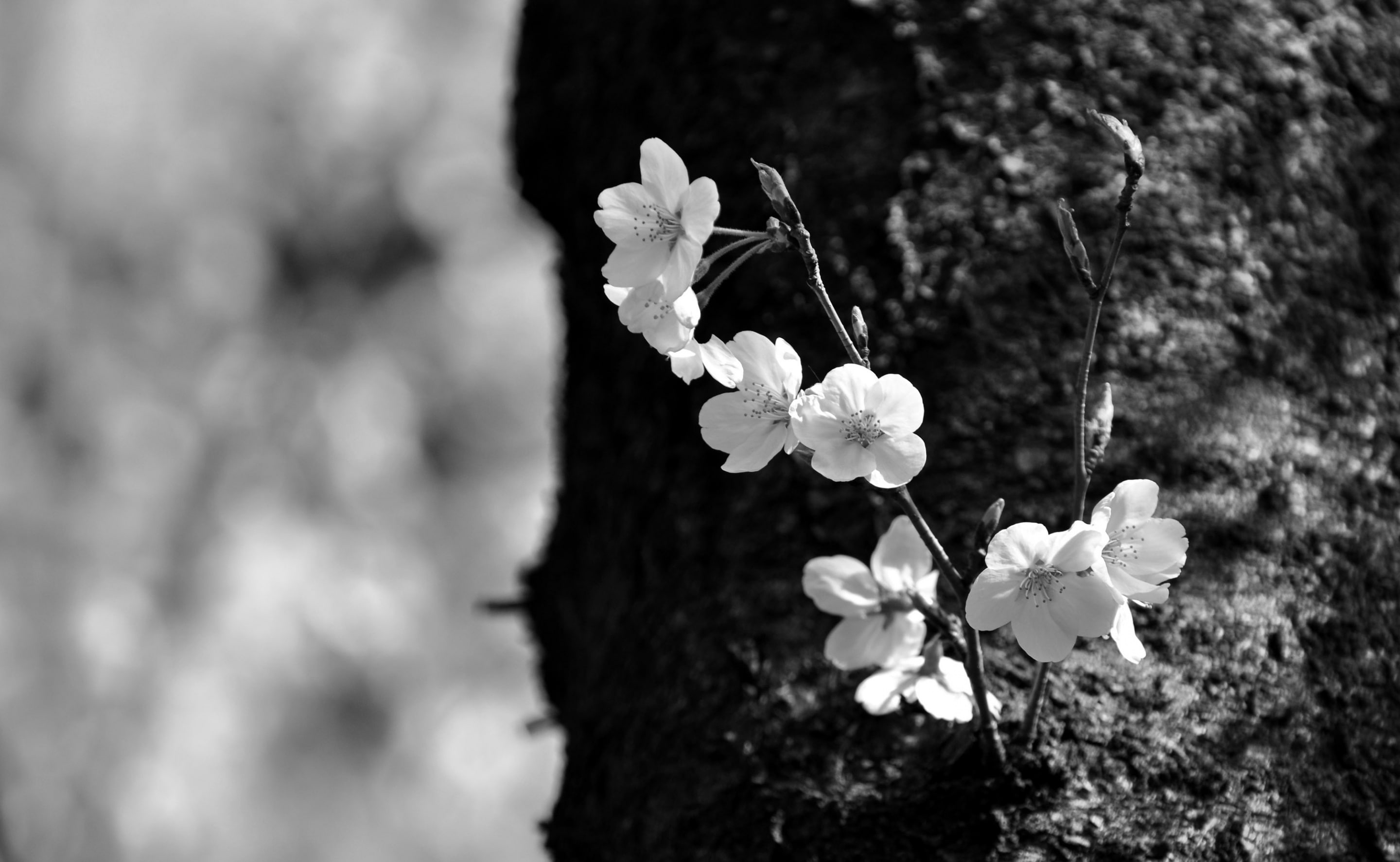 a_close_up_of_flowers_04.jpg