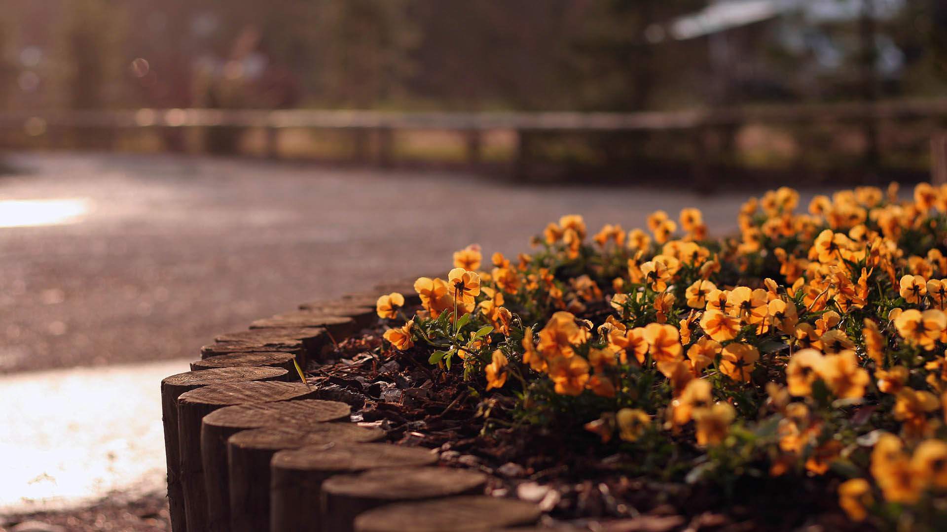 a_flower_bed_with_yellow_flowers.jpg