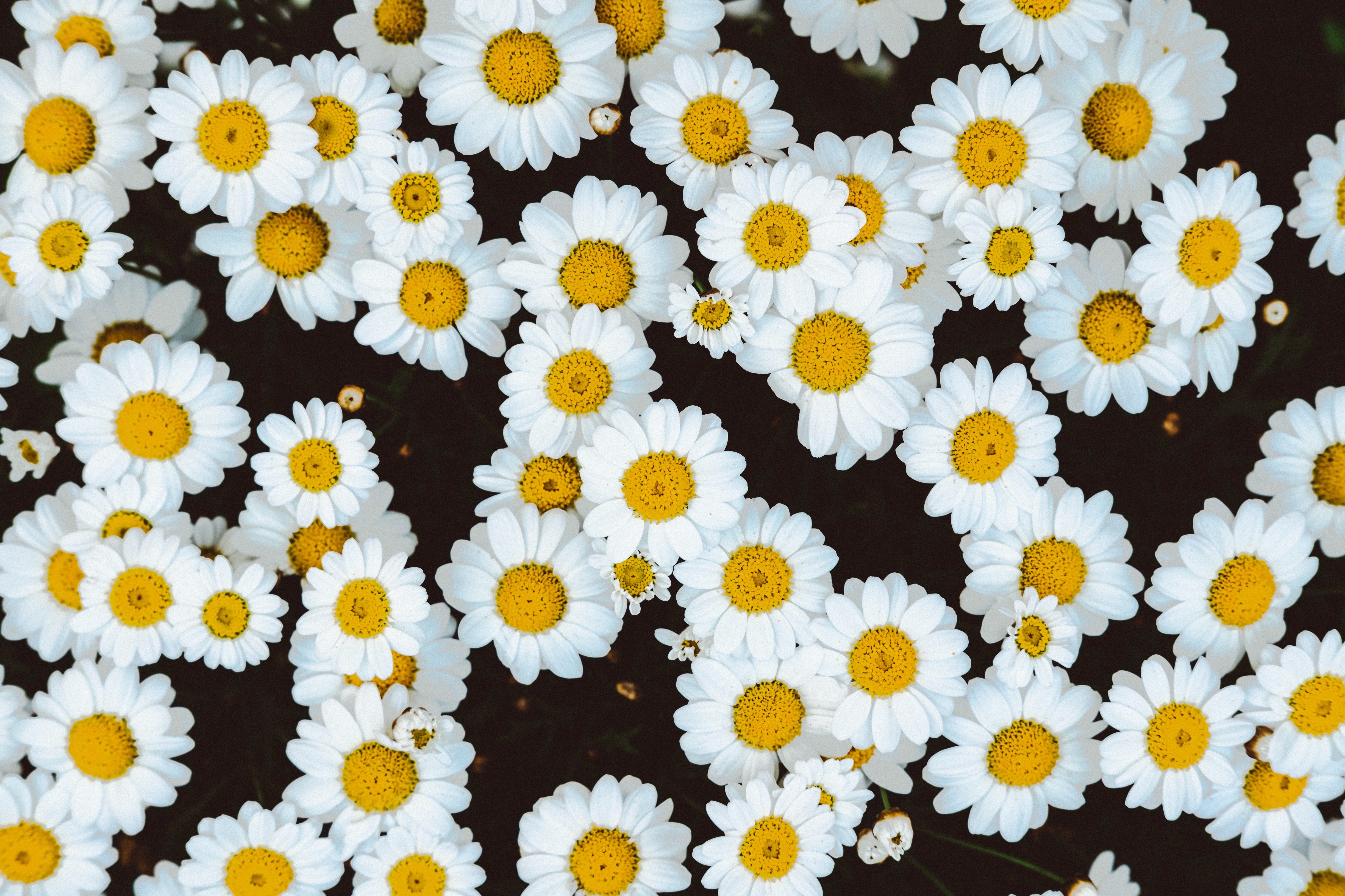 a_group_of_white_and_yellow_flowers.jpg