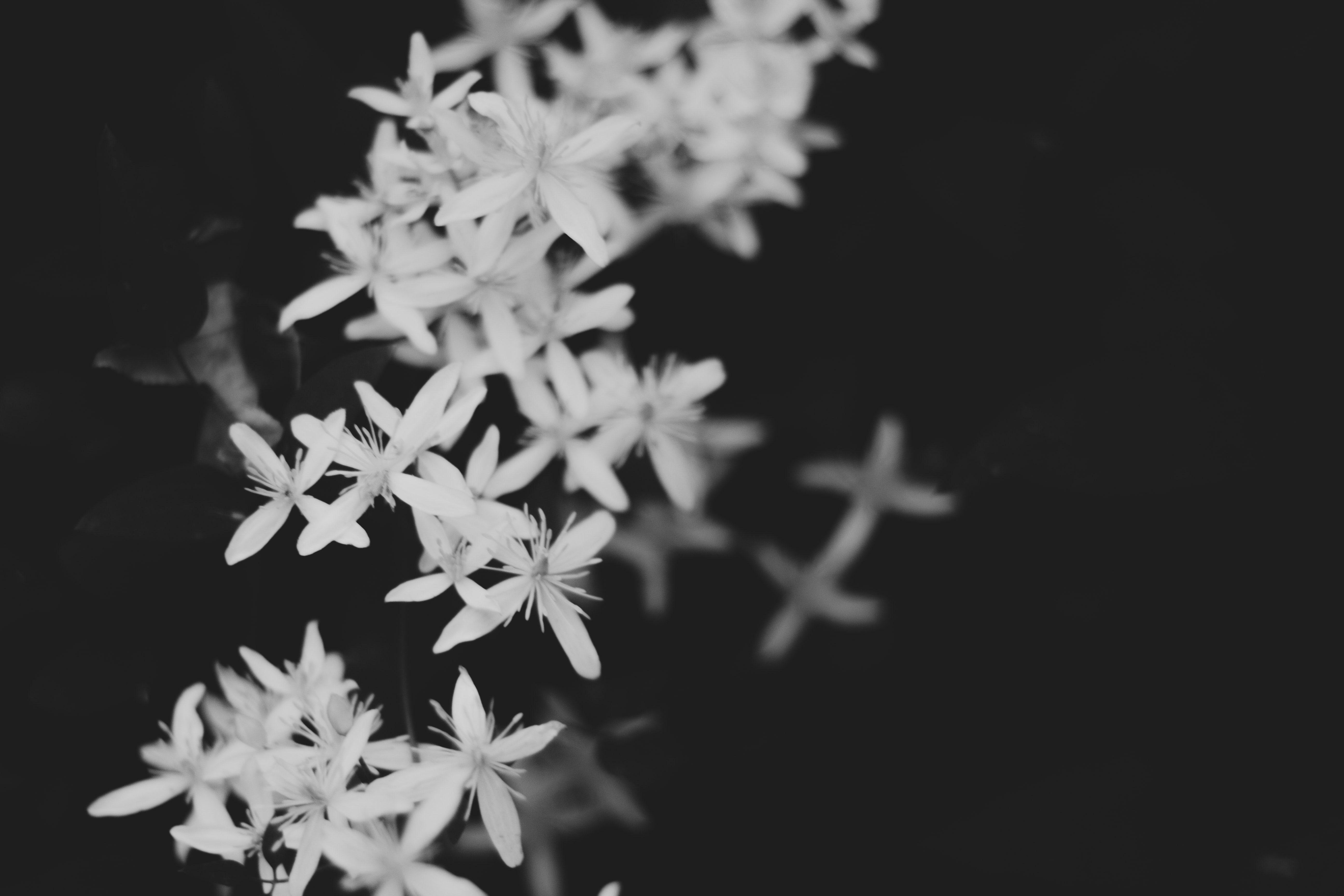 a_group_of_white_flowers.jpg