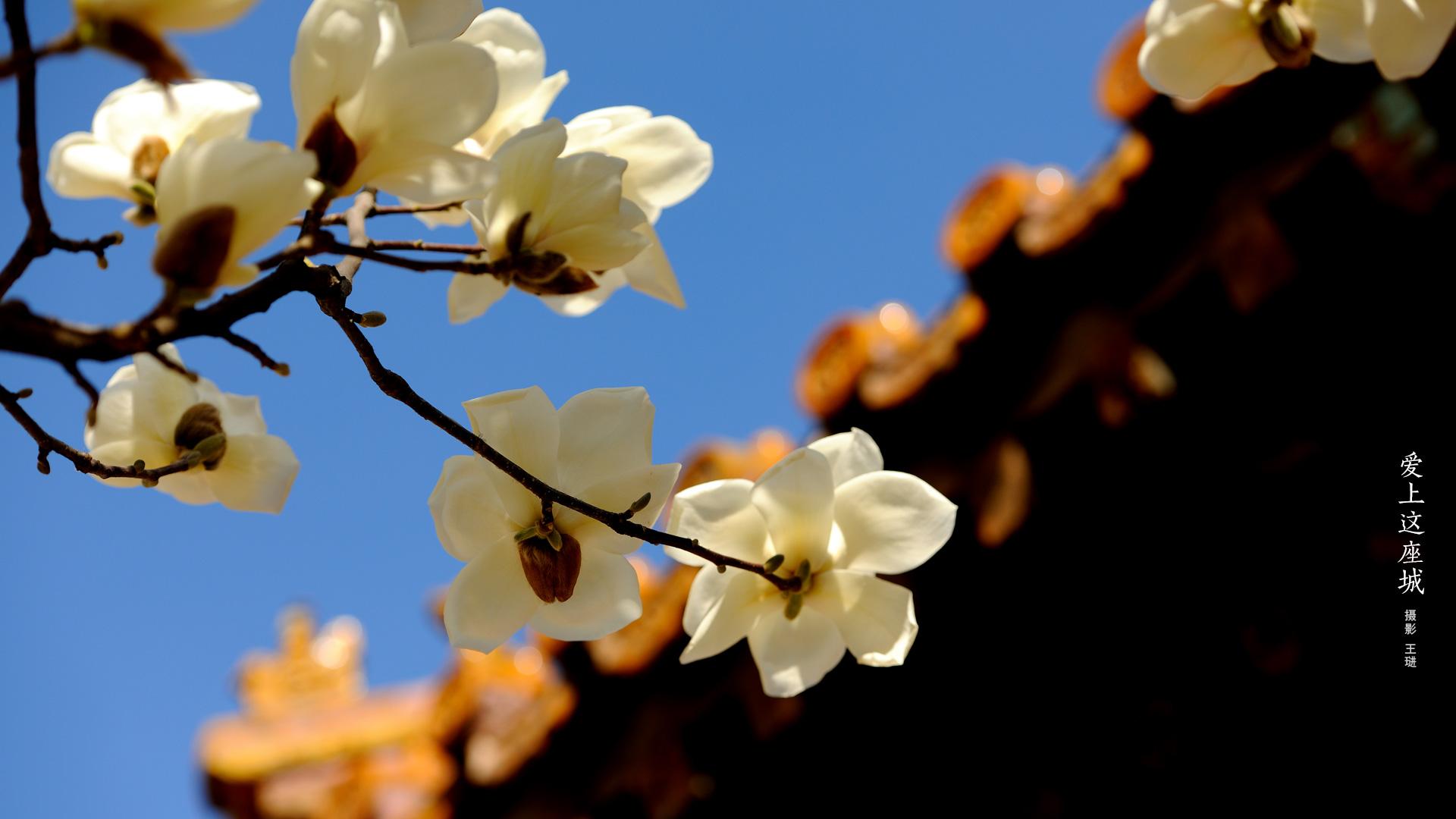 a_white_flowers_on_a_tree_branch.jpg