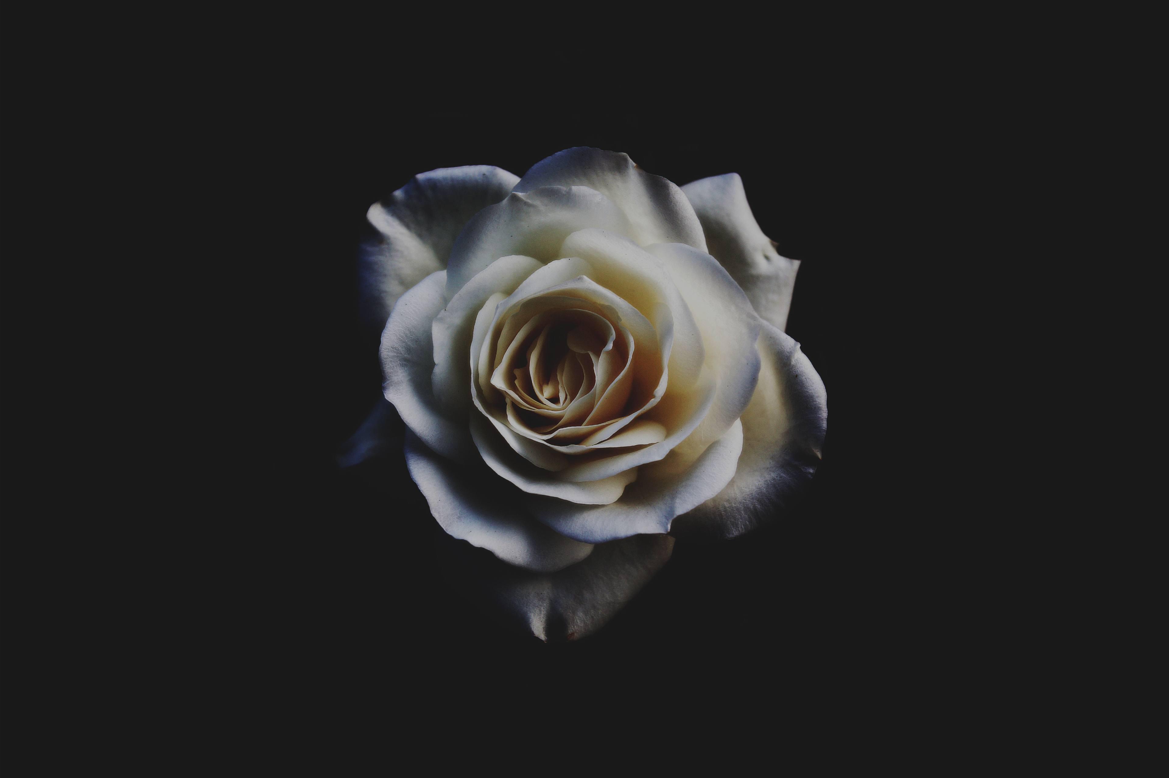 a_white_rose_with_a_black_background.png