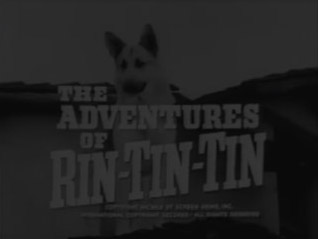 RinTinTin.jpg