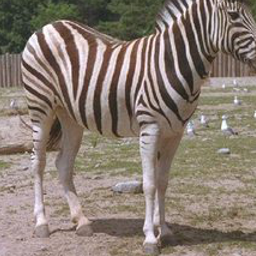 zebra2horse_zebra_0.png