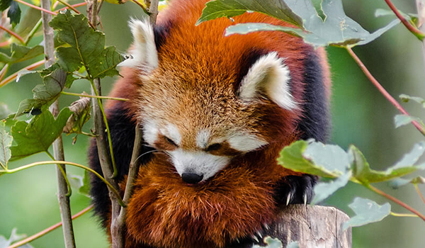 red-panda-600.jpg