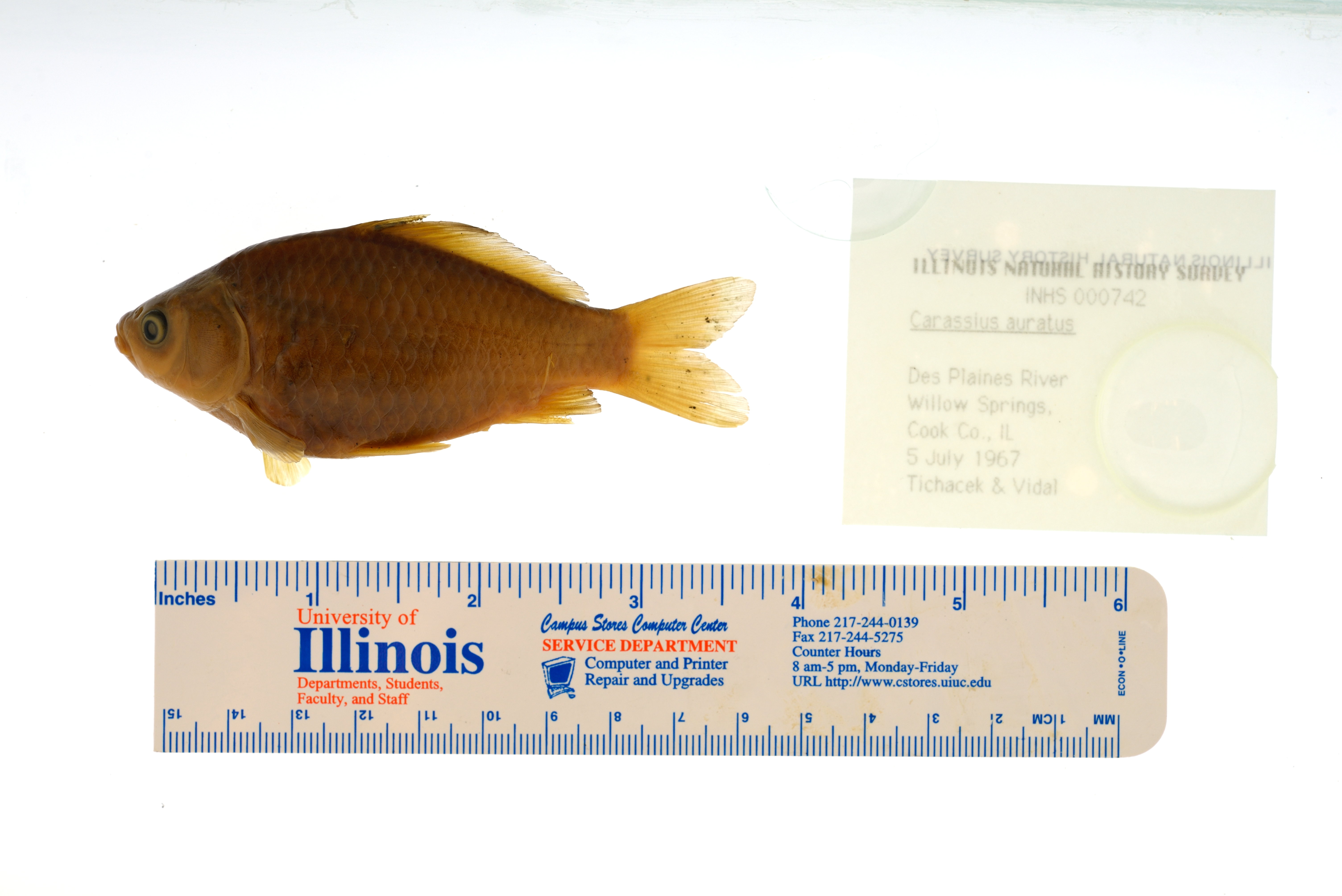 INHS_FISH_000742.jpg