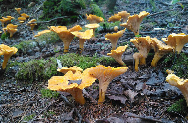 chanterelle.jpg