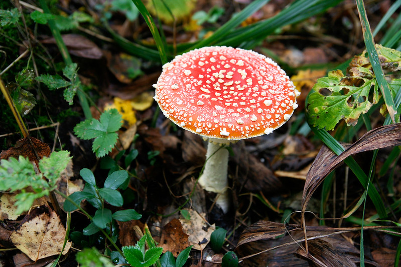 fly-agaric.jpg