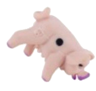 pig-5.png