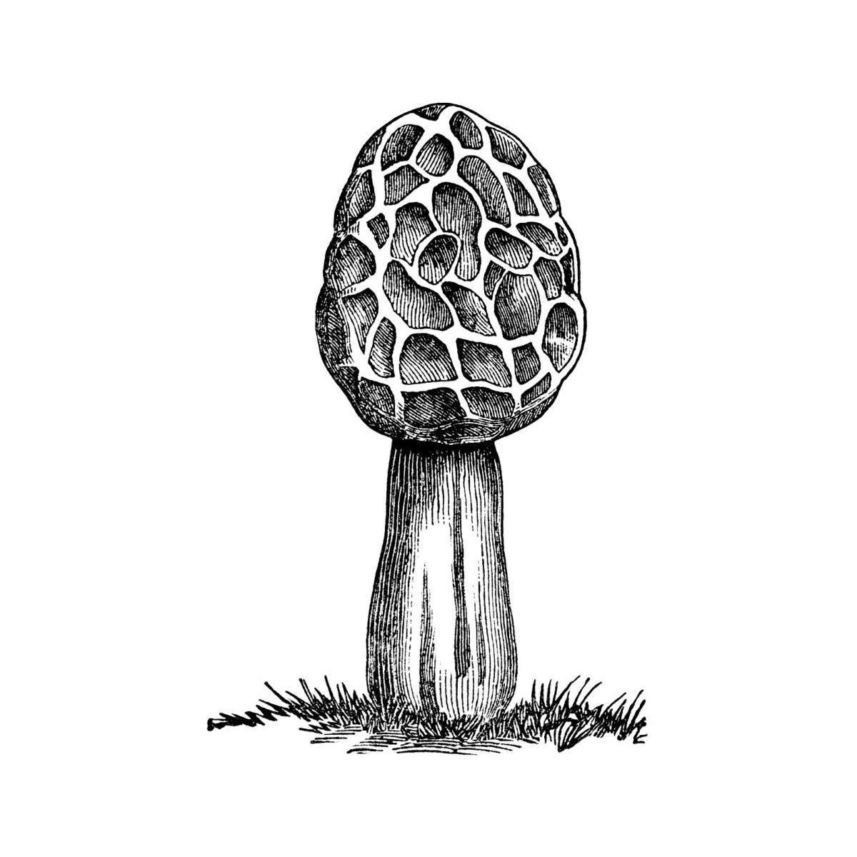 morel-1200x1200.jpg