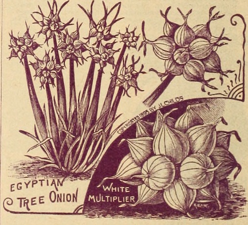 childs-tree-onion.jpg