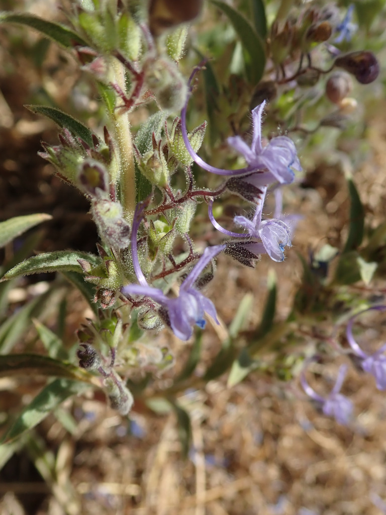 Trichostema_lanceolatum.jpg