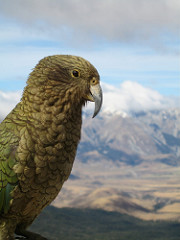 kea-small.jpg