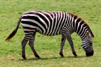 zebra_lq.png