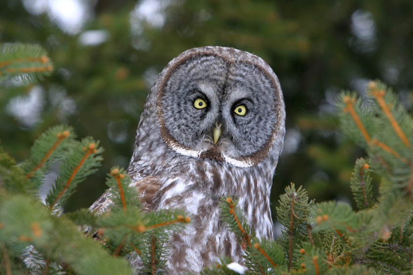 n01622779_great_grey_owl.JPEG